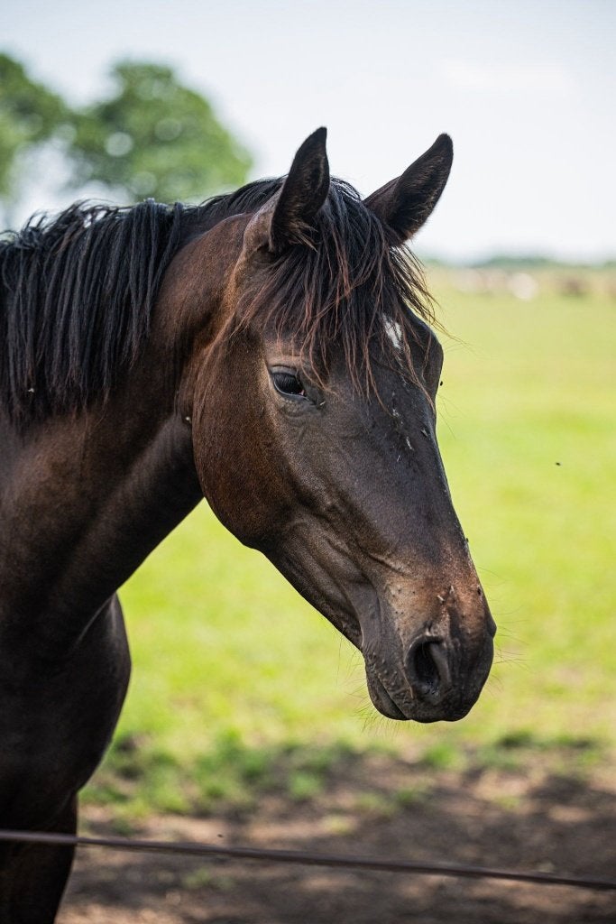 2 jarige springmerrie uit een superstam!, Dieren en Toebehoren, Paarden, Merrie, Springpaard, Met stamboom, 0 tot 2 jaar