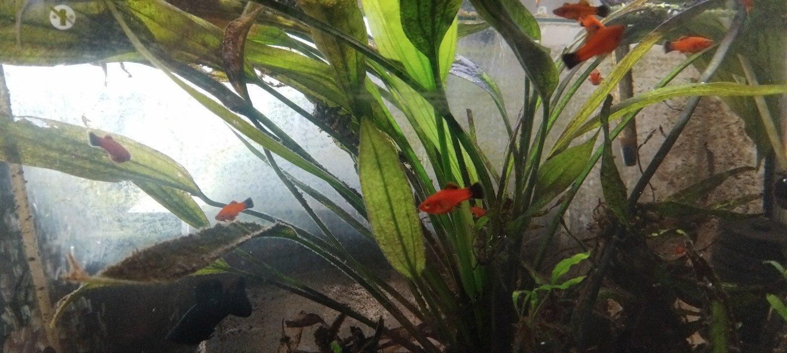 jonge zwaarddragers., Vis, Zoetwatervis