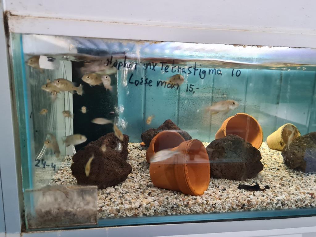 Otopharynx Tetrastigma Malawi Cichliden, Dieren en Toebehoren, Vissen | Aquariumvissen, Vis, Zoetwatervis