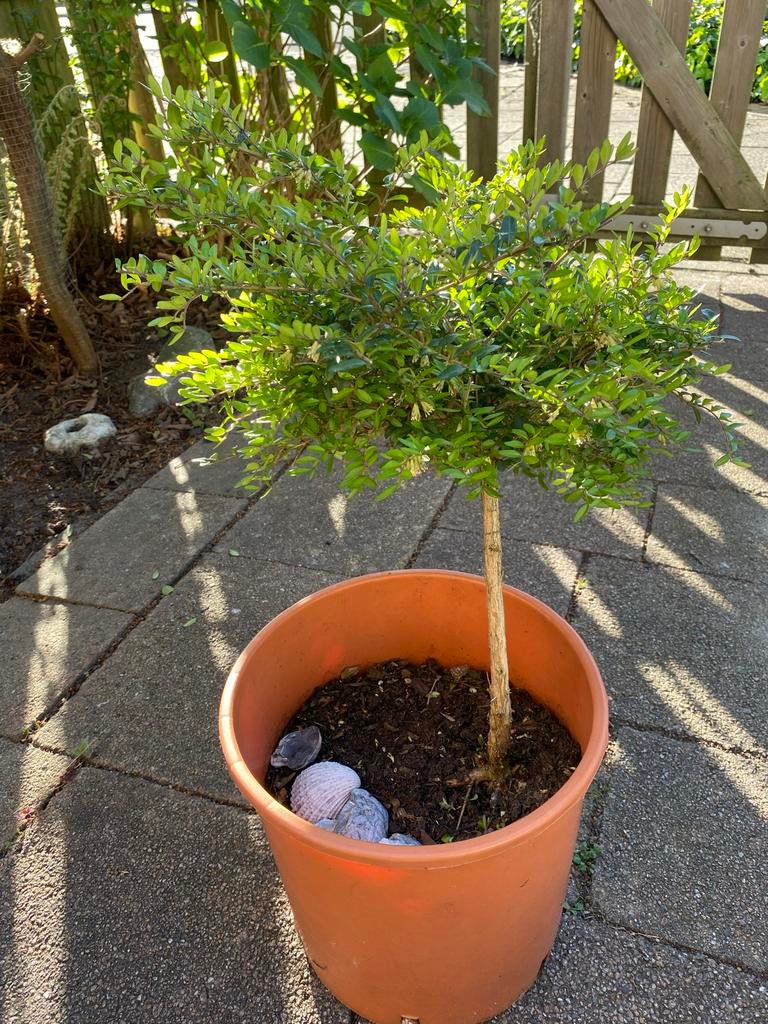 Kamperfoelie Buxus op stam Prachtige plant voor tuin/balkon, Tuin en Terras, Planten | Tuinplanten, Vaste plant, Halfschaduw, Lente