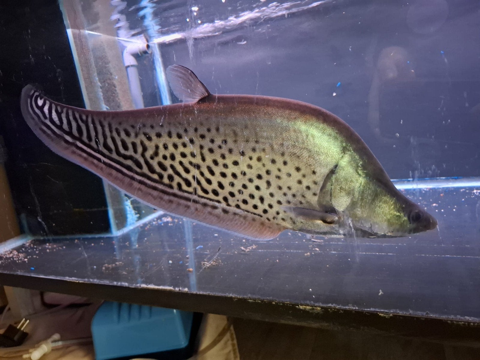 Chitala blanchi Royal Knifefish 45 cm, Dieren en Toebehoren, Vis