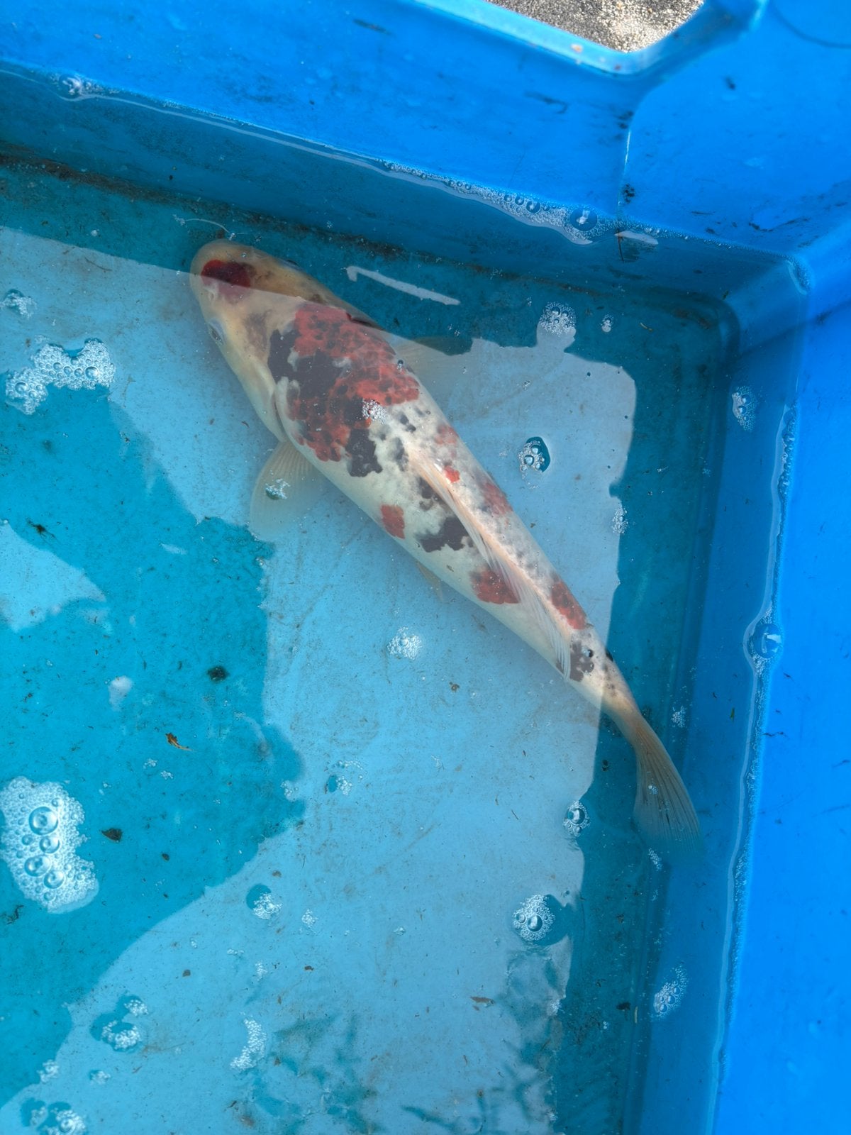 Japanse koi van 2024, Karper of Koi