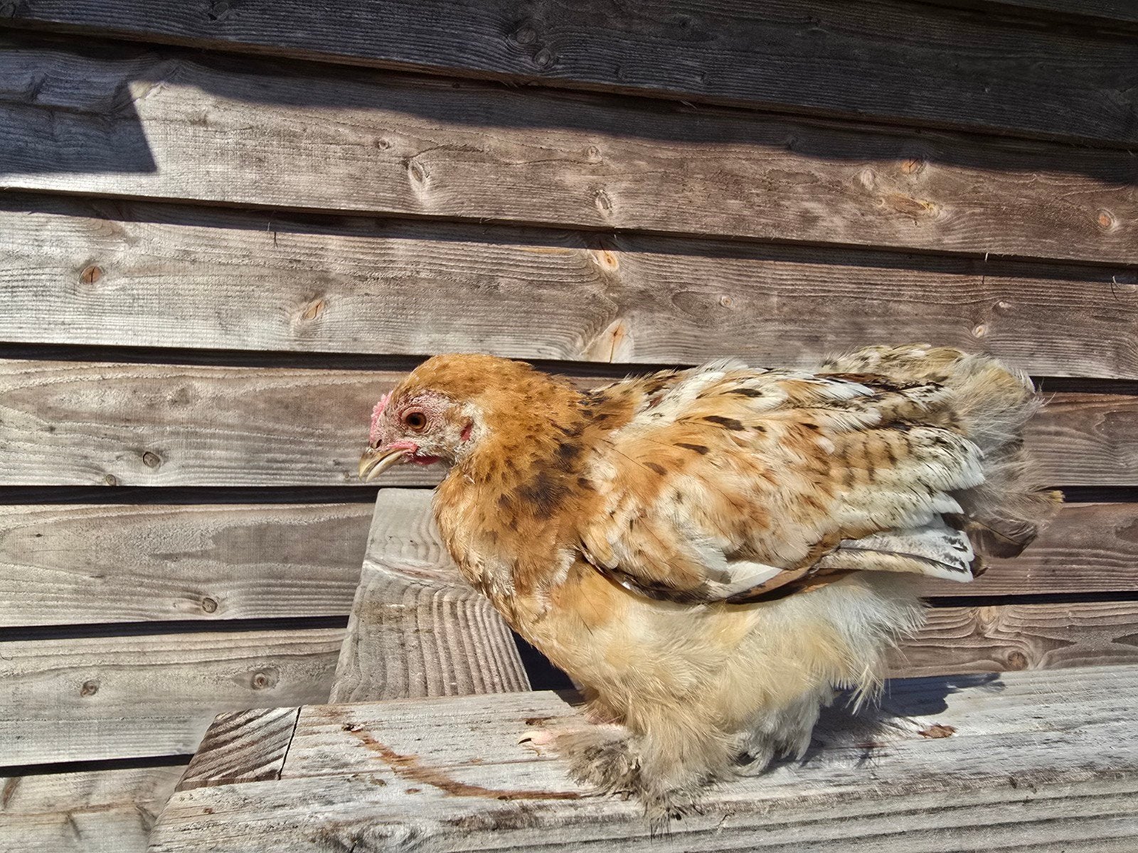 Hen, kip, kuiken, Vrouwelijk, Kip