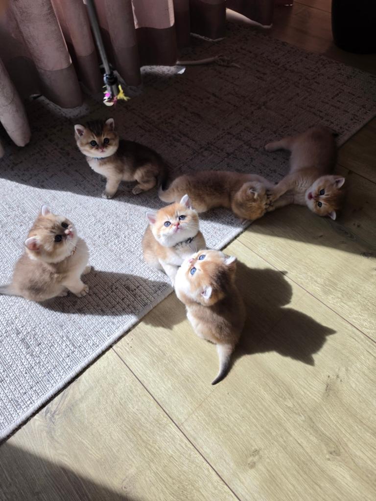 Britse korthaar kittens BKH, Dieren en Toebehoren, Katten en Kittens | Raskatten | Langhaar, Meerdere dieren, Ontwormd, 0 tot 2 jaar