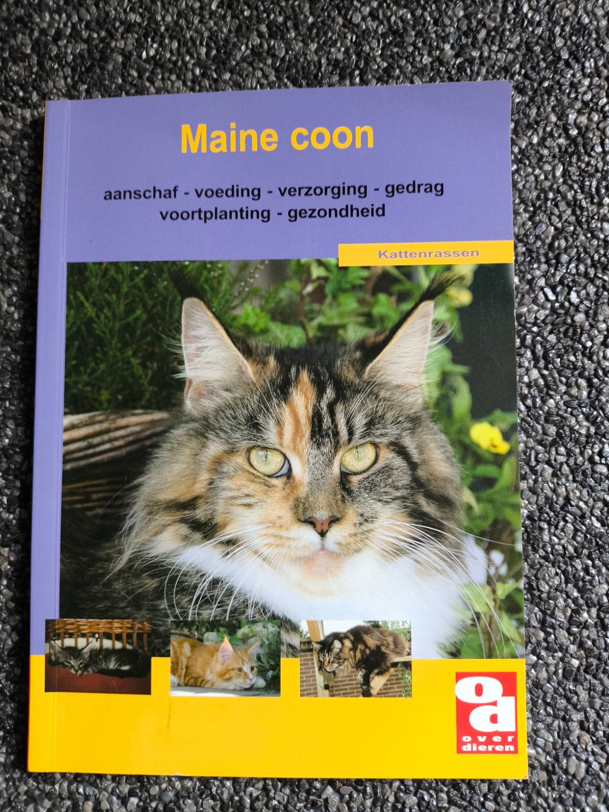 Maine Coon, Ophalen of Verzenden, Nieuw, Katten