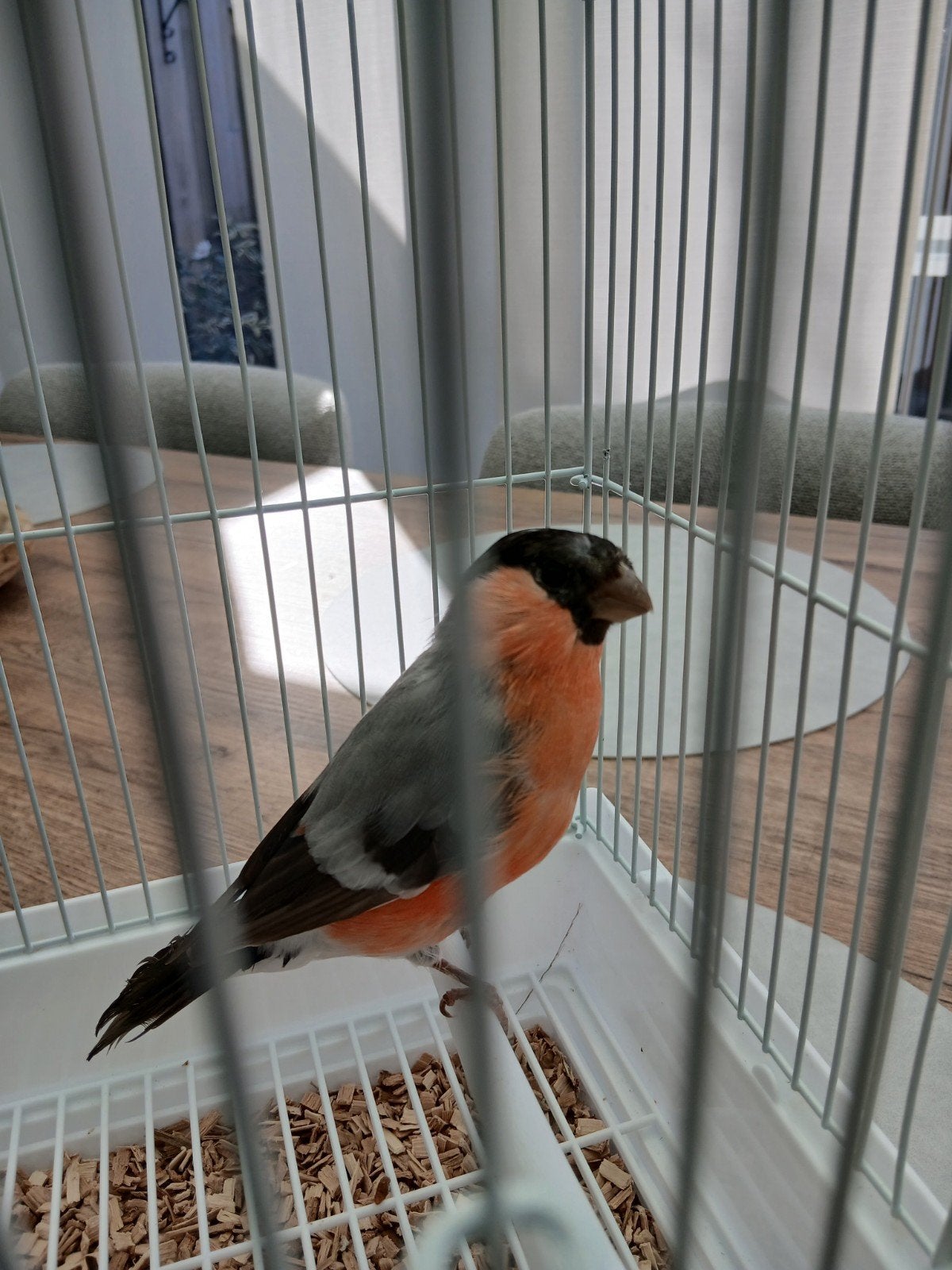 goudvink man  2026, Dieren en Toebehoren, Mannelijk, Wildzangvogel, Geringd