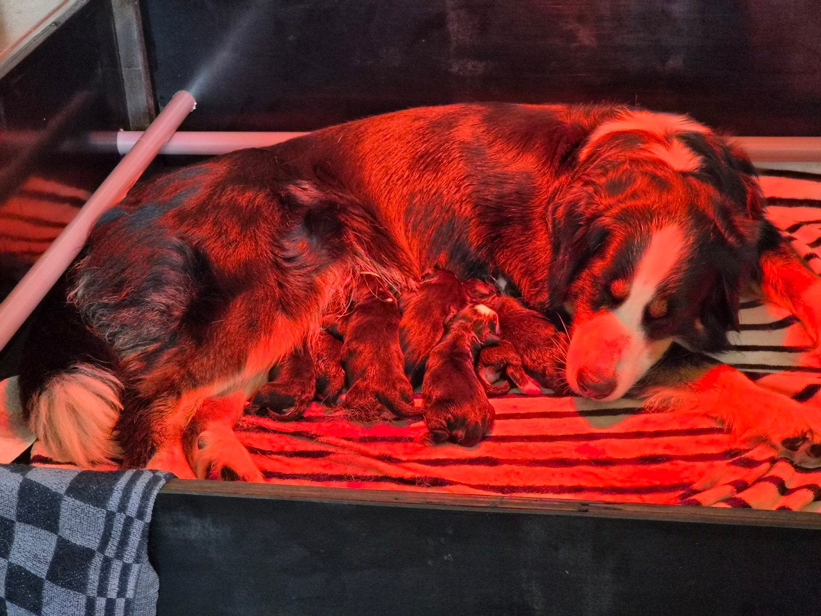 Bernersennen pups, Parvo, 8 tot 15 weken, Meerdere, Meerdere dieren
