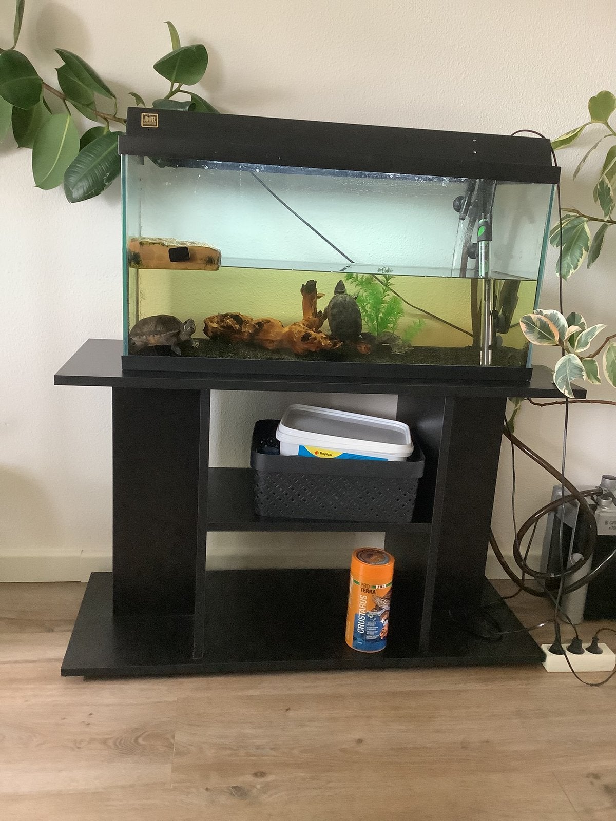 2 Muskus schildpadden + aquarium + buitenpomp + meubel, Schildpad, 3 tot 6 jaar