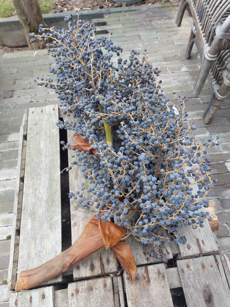 Dadeltak heel mooi en groot, 65 cm, gedroogd, Huis en Inrichting, Ophalen of Verzenden, Nieuw