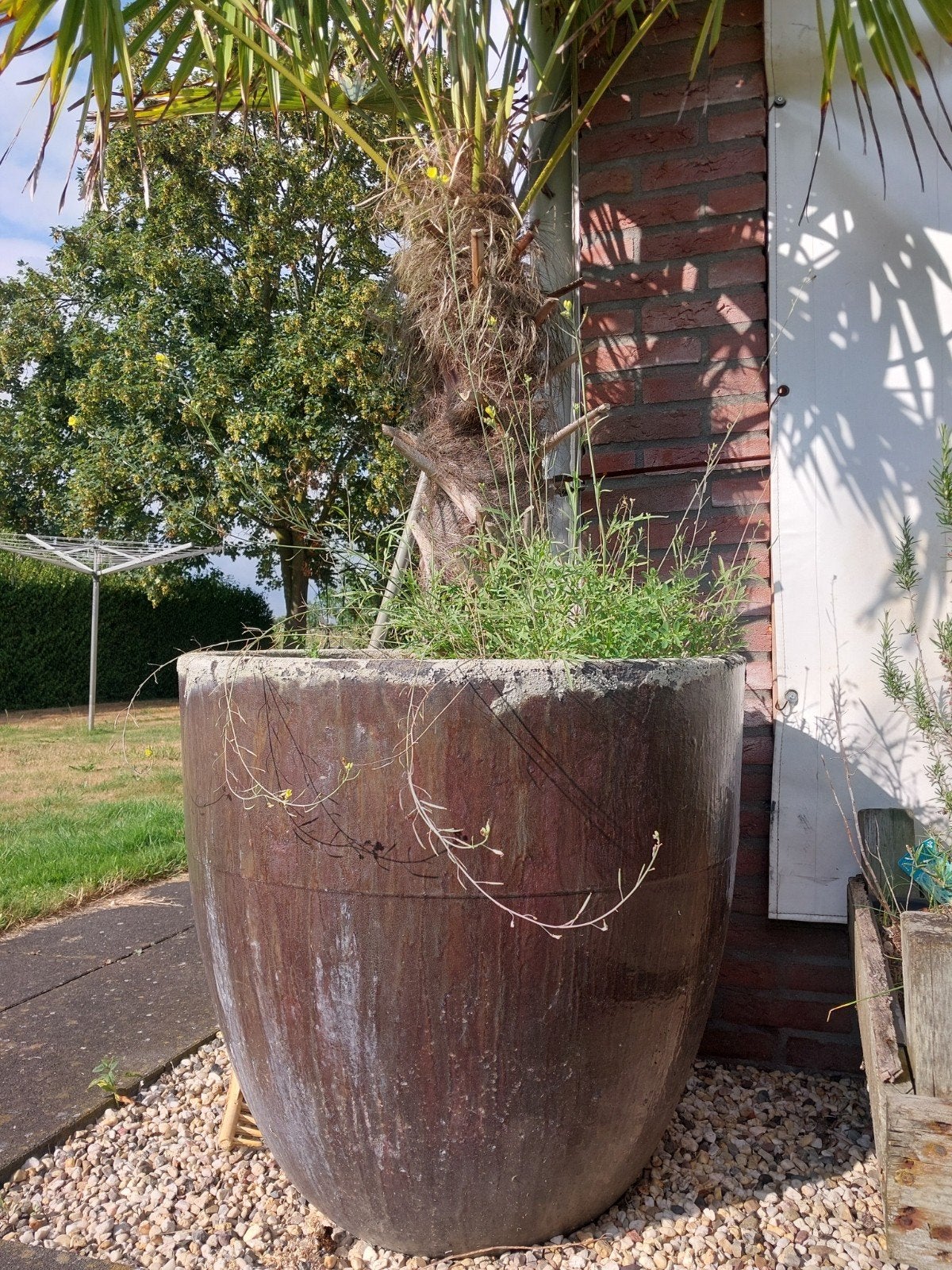 palm in pot/waaierpalm, Ophalen, Rond, Kunststof, 60 cm of meer