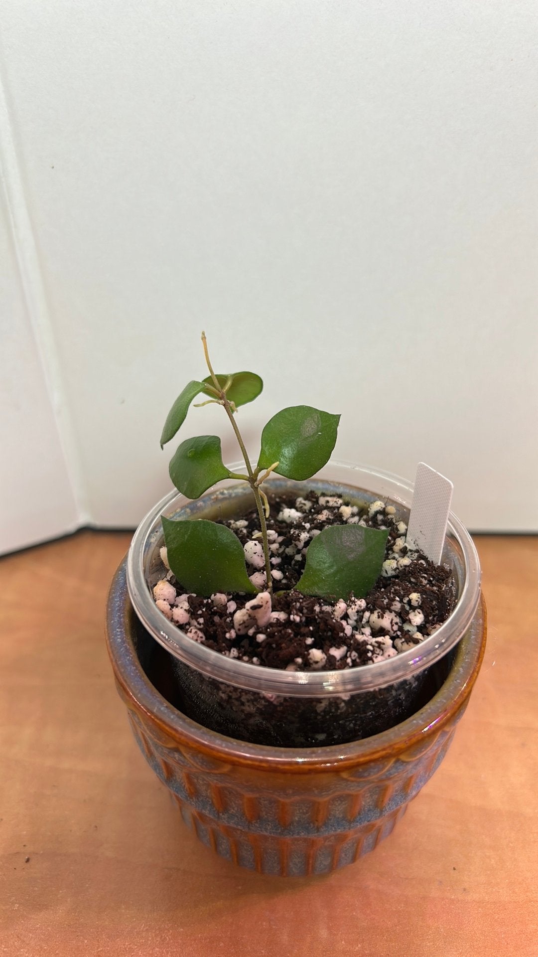 Hoya minutiflora, Ophalen of Verzenden, Halfschaduw, Minder dan 100 cm