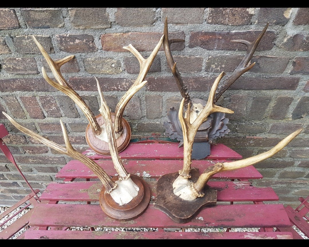 Siberische ree bokken grote ree bokken hert herten gewei, Verzamelen, Dierenverzamelingen, Ophalen of Verzenden, Nieuw, Hert, Schedel