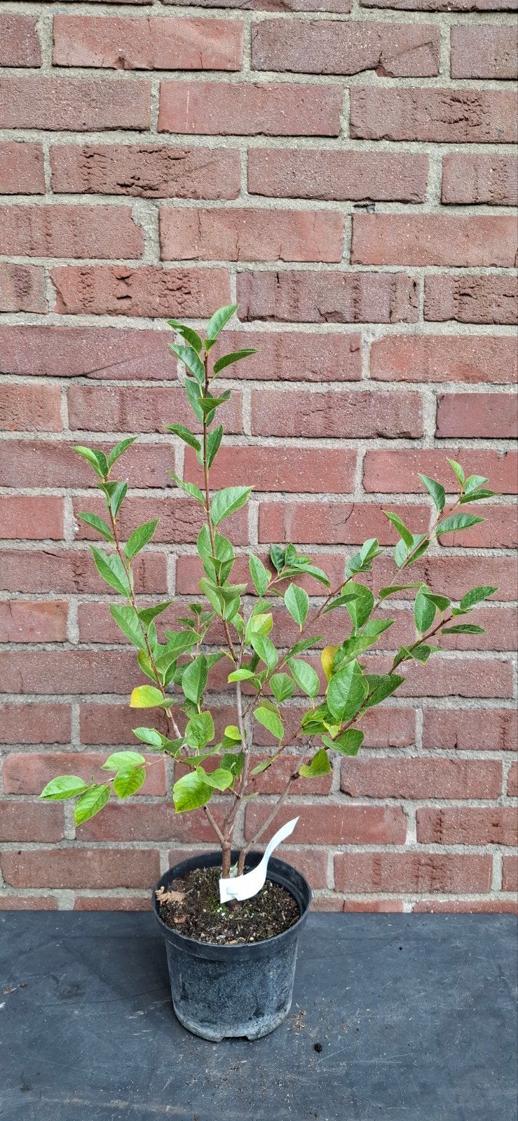 Prunus 'Carmine jewel', dwergkers., Tuin en Terras, Planten | Fruitbomen, Ophalen, Minder dan 100 cm, Appelboom, Lente