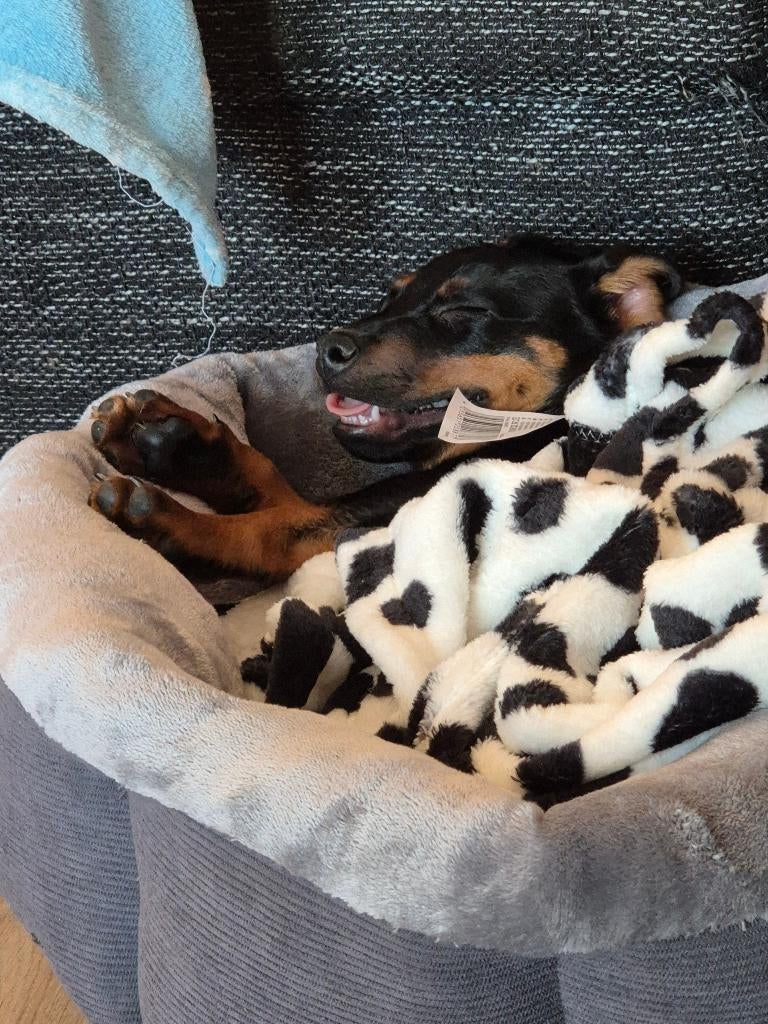 Jack russel kruising dwergpinscher, Parvo, Reu, Eén hond, Nederland