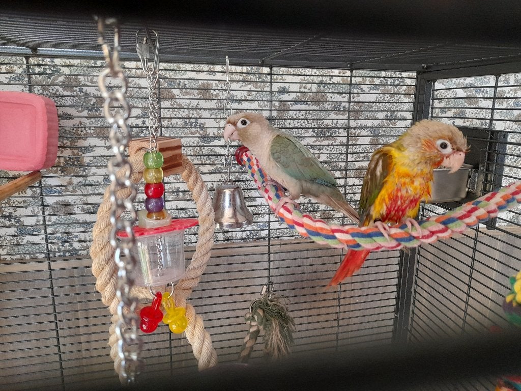 2 jonge pyrrhura's met de new montana madeira single  kooi, Meerdere dieren, Parkiet, Tam
