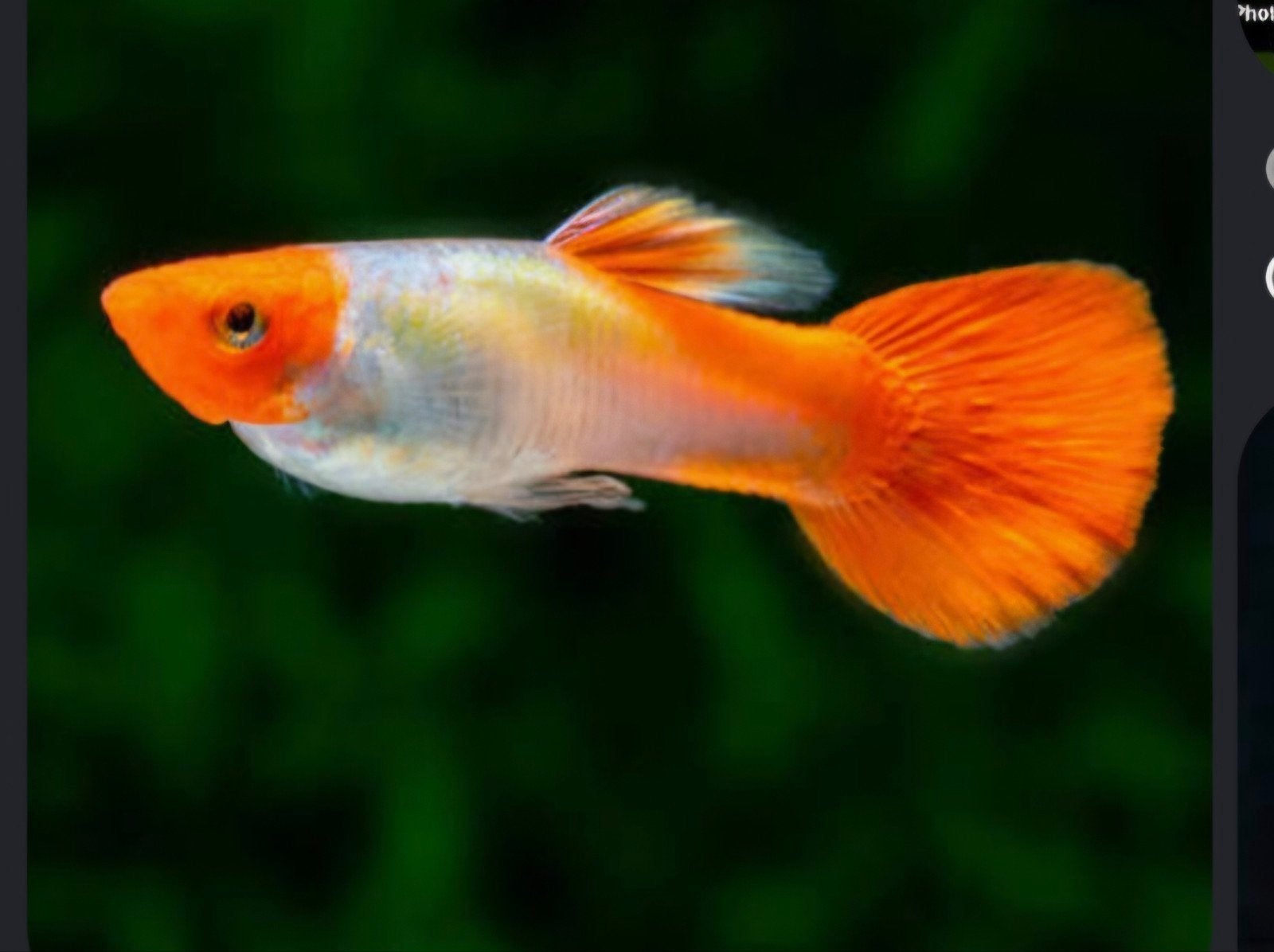 Trio raszuiver koi guppen, Dieren en Toebehoren, Vis, Zoetwatervis