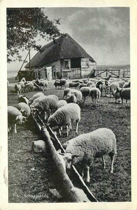 380-902-003 Ede Schaapskooi, Verzenden, Voor 1920, Gelderland
