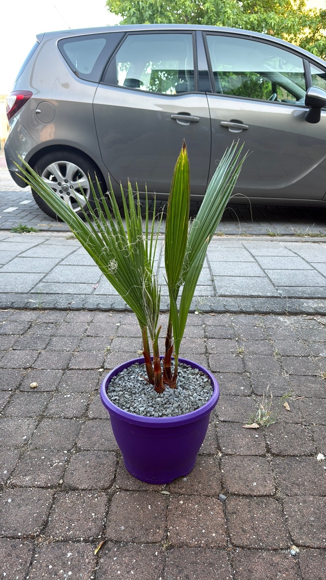 Palmboom Robusta multi stam, Ophalen, Bloeit niet, Overige soorten, Volle zon