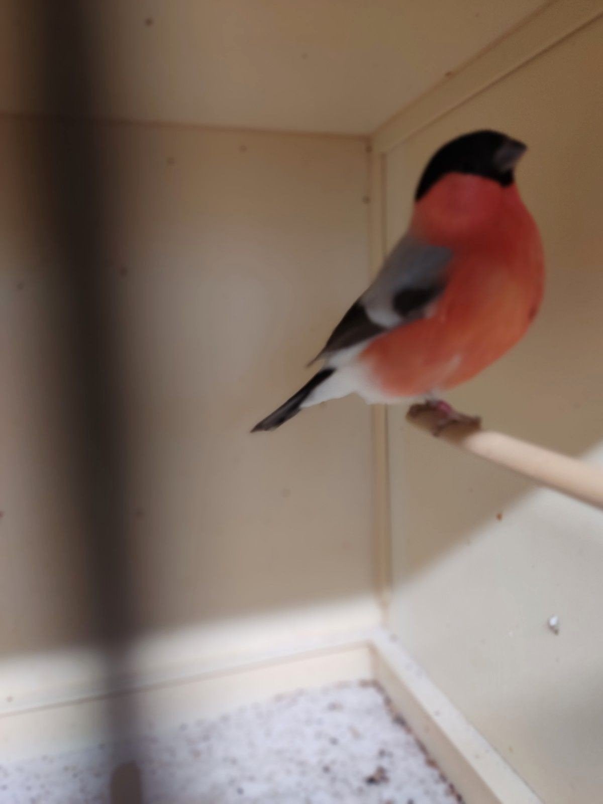 goudvinken, Dieren en Toebehoren, Vogels | Overige Vogels, Meerdere dieren, Wildzangvogel
