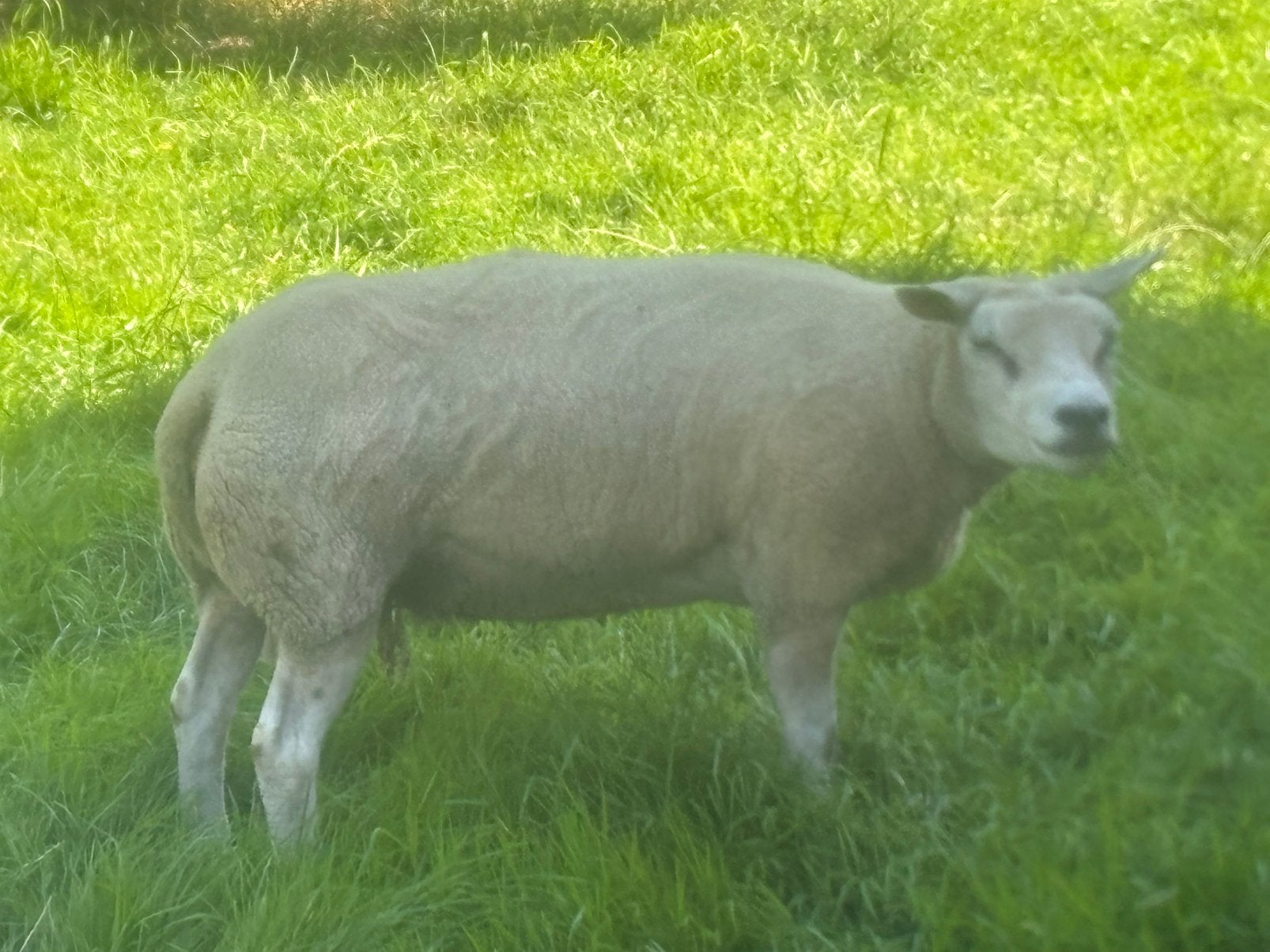 2 stamboek 2 jarige fokschapen, zwoegervrij arr/arr, Mannelijk, Schaap