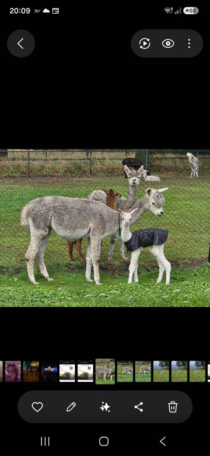 Foto 5 van alpaca  merrie,s met veulens aan de voet.