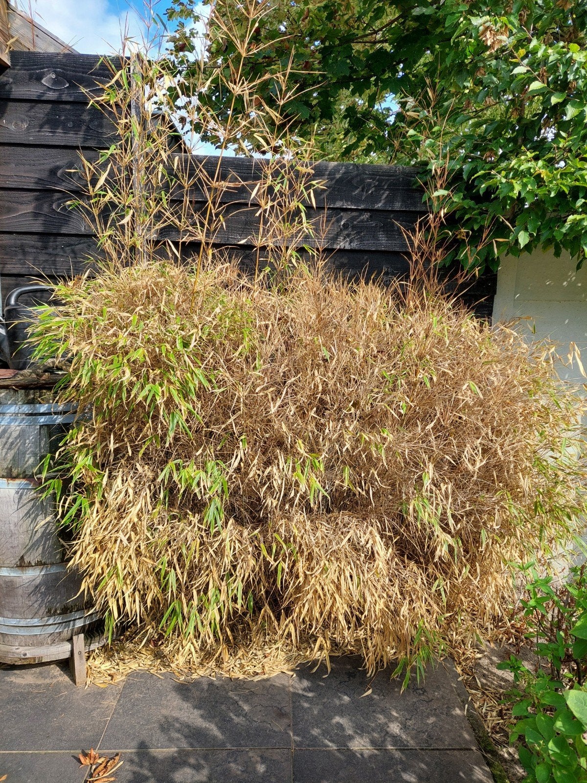 bamboe plant 3 stuks, Tuin en Terras, Bloeit niet, Halfschaduw, 100 tot 250 cm, Overige soorten