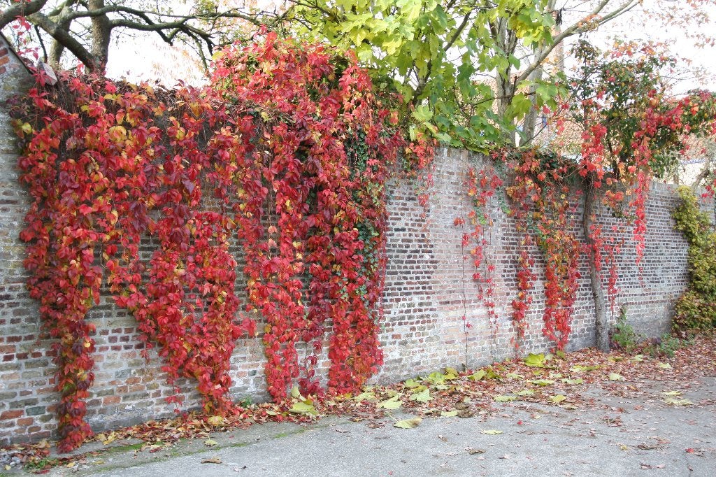 wilde wingerd parthenocissus quinquefolia klimplant, Tuin en Terras, Planten | Tuinplanten, Overige soorten, Vaste plant, Ophalen of Verzenden