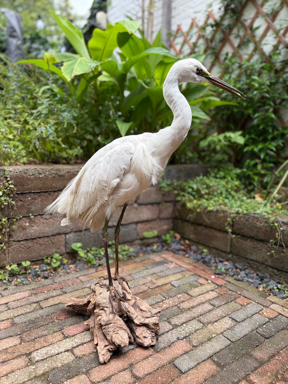 Grote opgezette zilverreiger, Ophalen, Opgezet dier