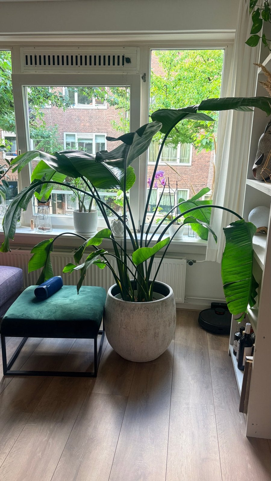 Grote Strelitzia Nicolai met pot, Ophalen, Overige materialen, Gebruikt, Rond