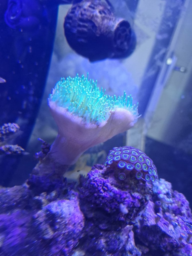 ZEE-AQUARIUM Compleet Blue Marine Reef 60 zeeaquarium, Dieren en Toebehoren, Ophalen, Gevuld zeewateraquarium, Gebruikt, Inclusief controller