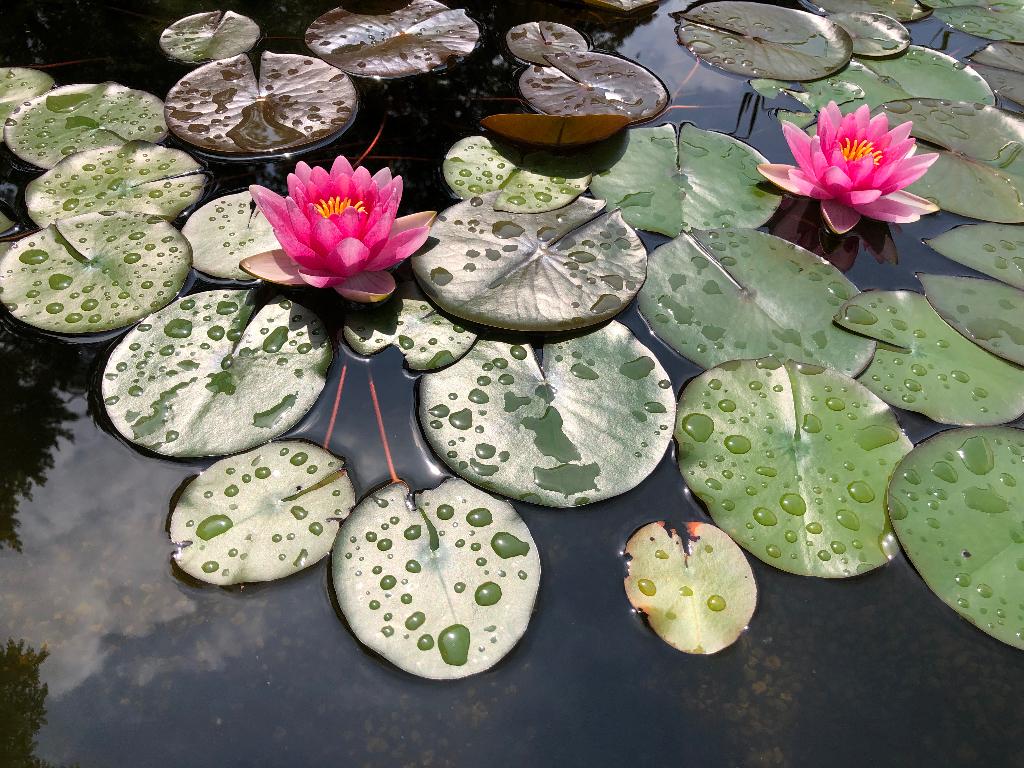 waterlelies, Ophalen of Verzenden, Nieuw