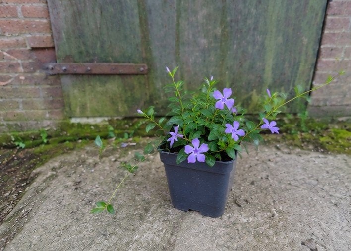 Vinca Minor - Wintergroene Bodembedekker met Paarse Bloemen, Ophalen, Bodembedekkers, Vaste plant, Halfschaduw