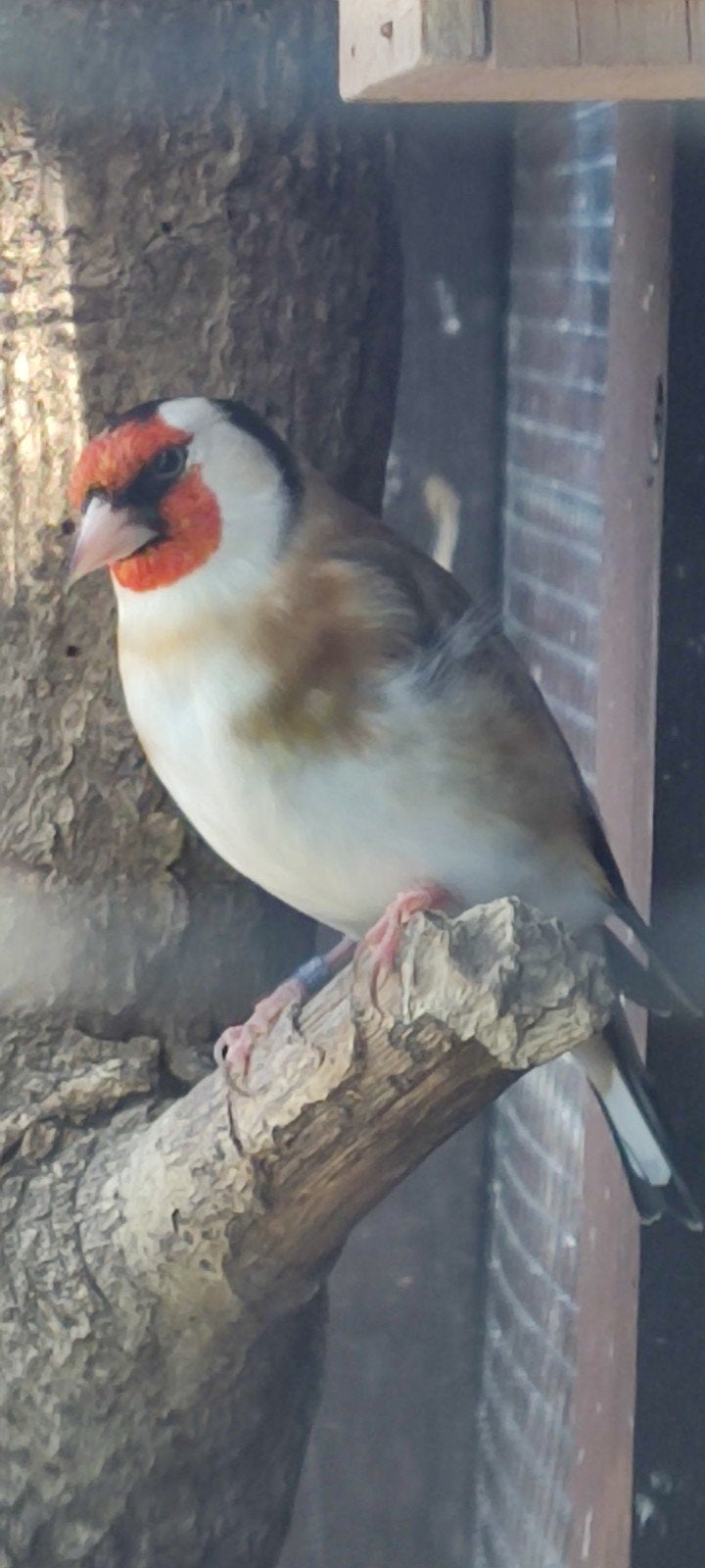 Putter man, Dieren en Toebehoren, Mannelijk, Wildzangvogel, Geringd