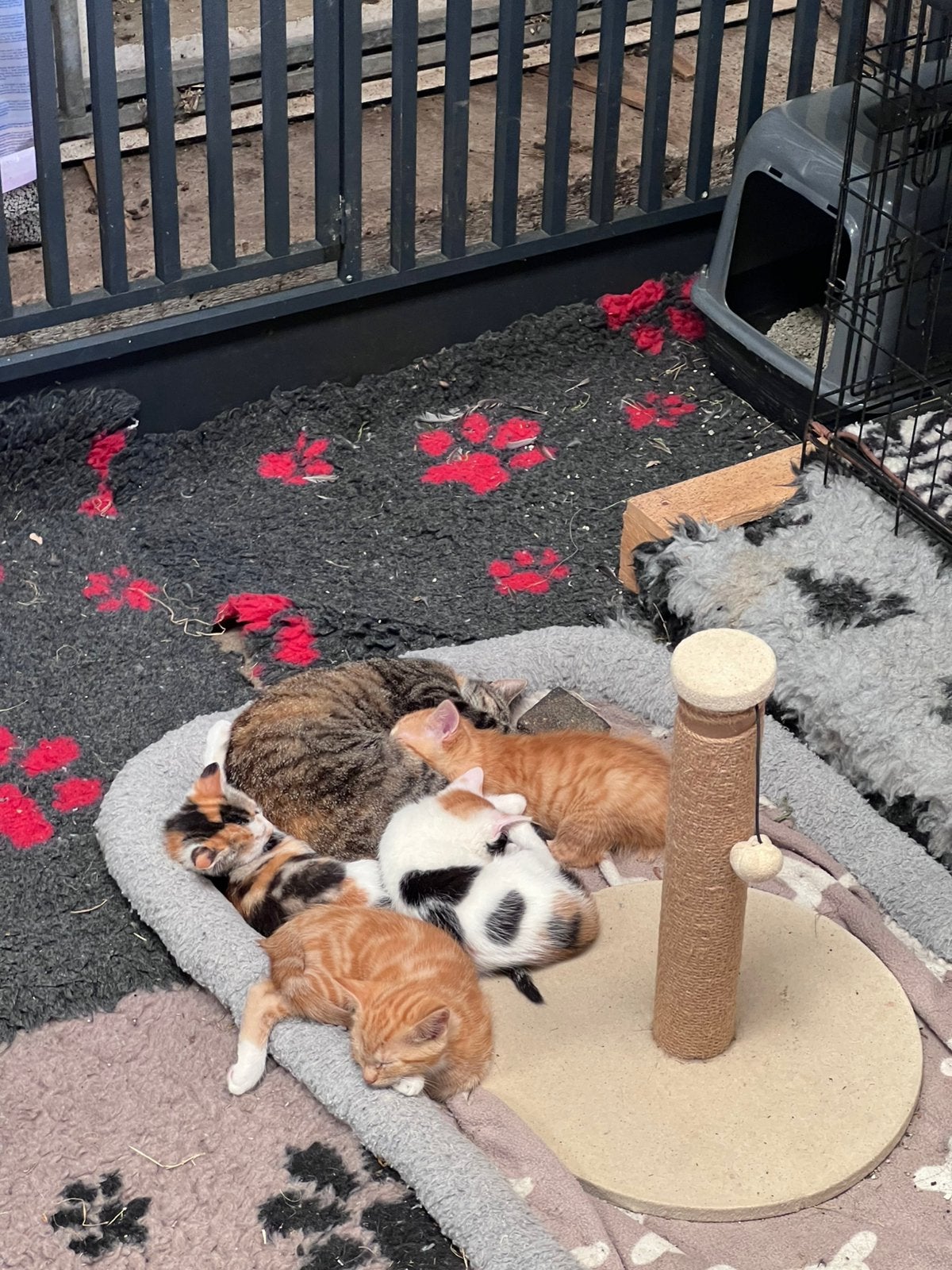 Tamme kittens (poesjes), korthaar.( voorlopiggereserveerd), Poes