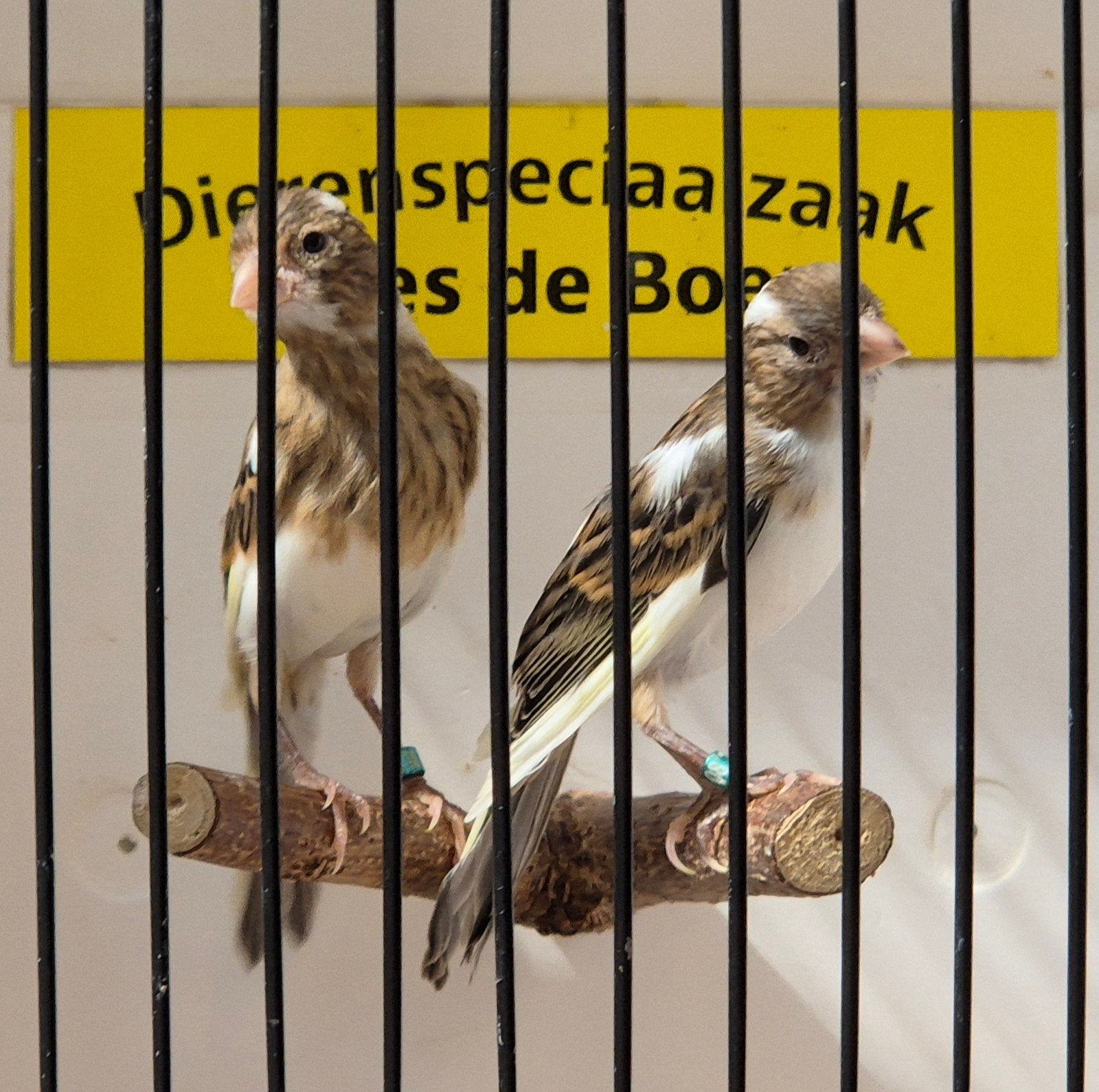 Raza espagnola kanaries, Meerdere dieren, Geringd