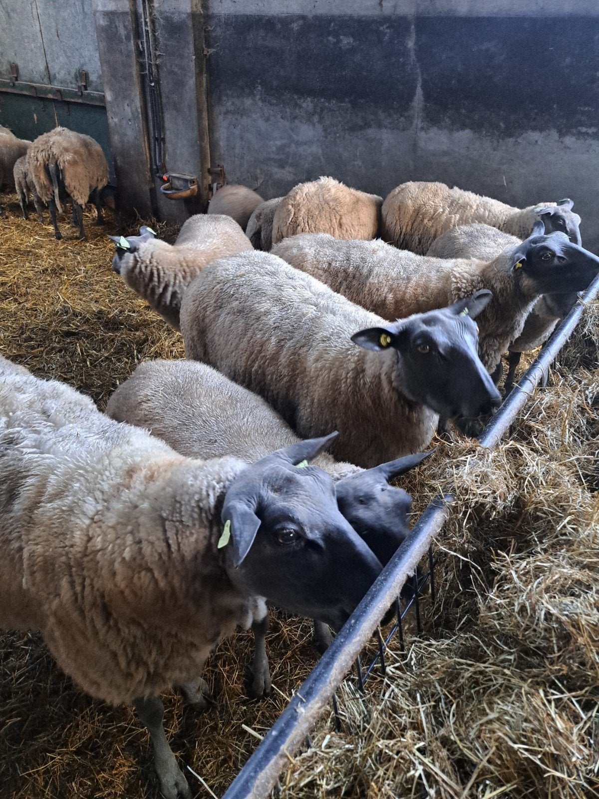 bleu de maine schapen, Meerdere dieren, Schaap