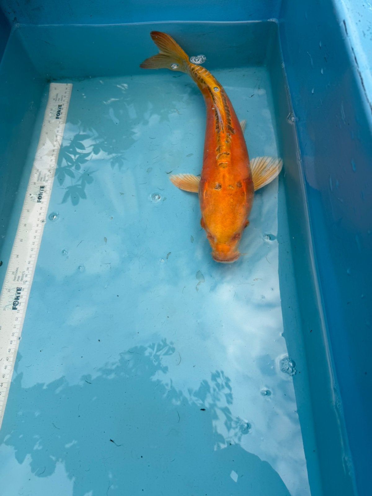 Doitsu Orenji Ogon, Karper of Koi