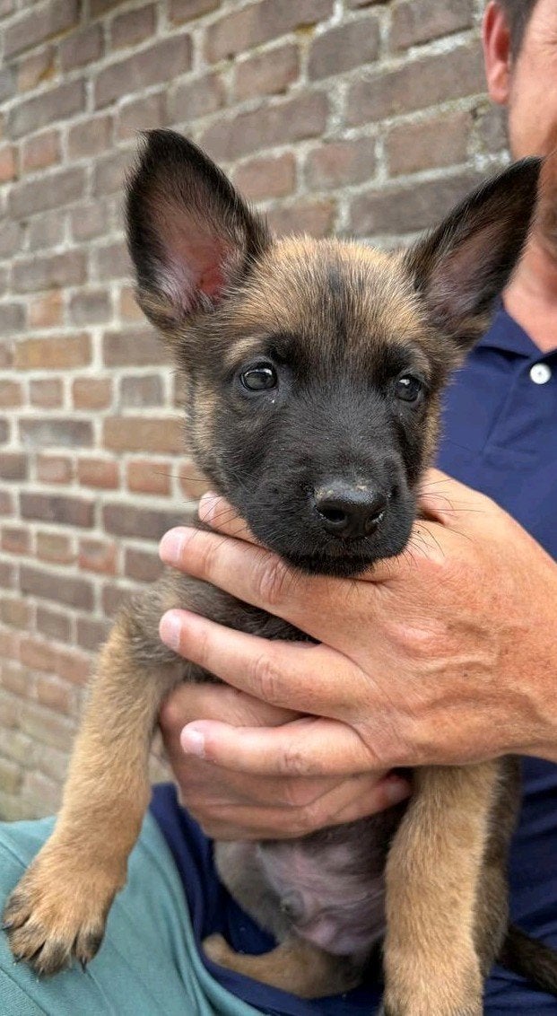 Knappe Mechelse herder pup reu, Dieren en Toebehoren, Honden | Herdershonden en Veedrijvers, Reu, 8 tot 15 weken, Parvo, Eén hond
