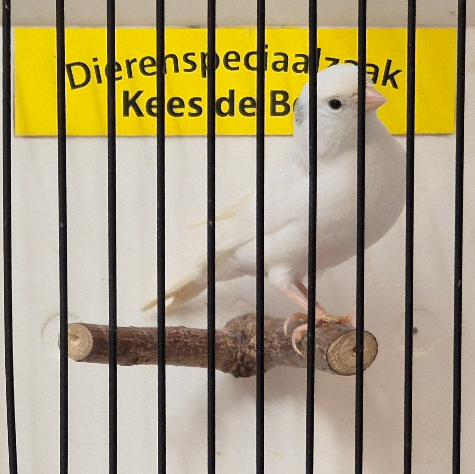 witte kanarie pop
