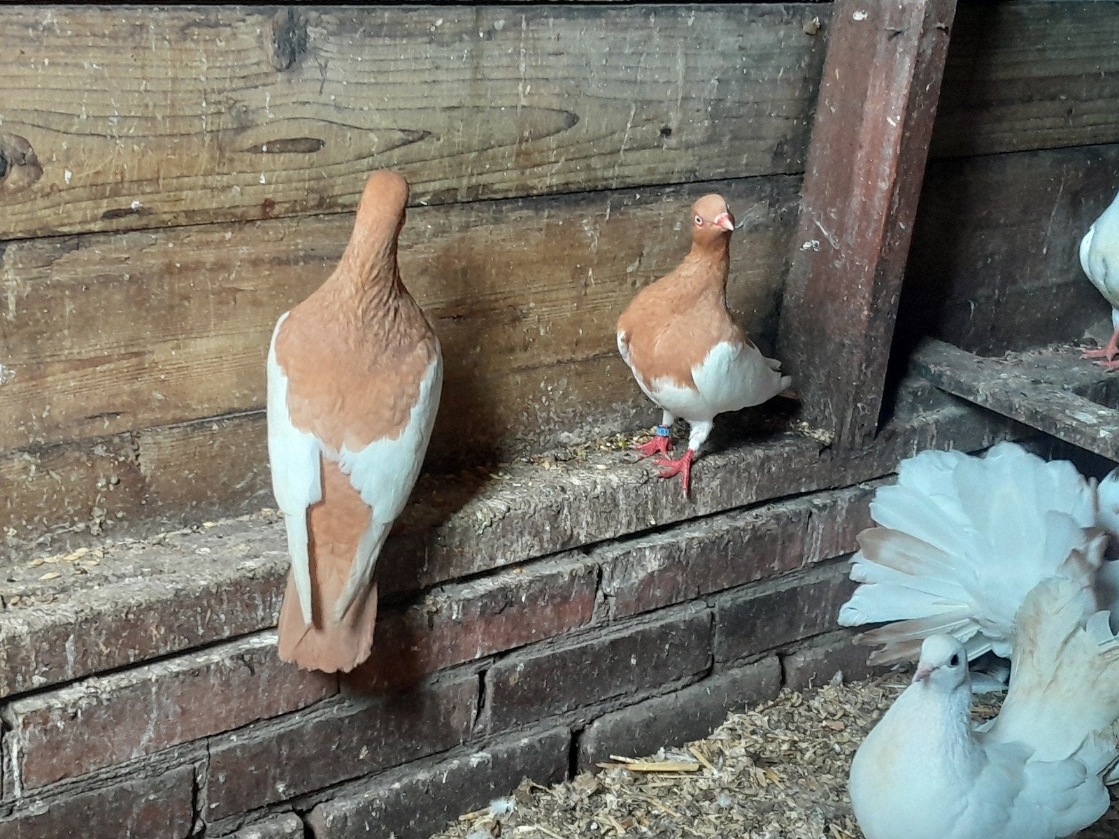 Prachtig koppel ekstertuimelaar geel witschild, Meerdere dieren, Overige soorten