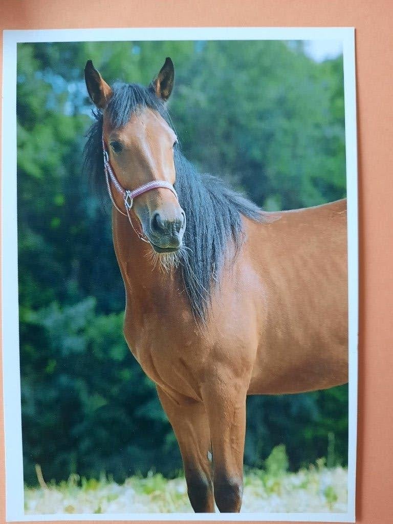 ansichtkaart paard veulen, Verzamelen, Ansichtkaarten | Dieren, Ophalen, 1980 tot heden, Ongelopen, Paard