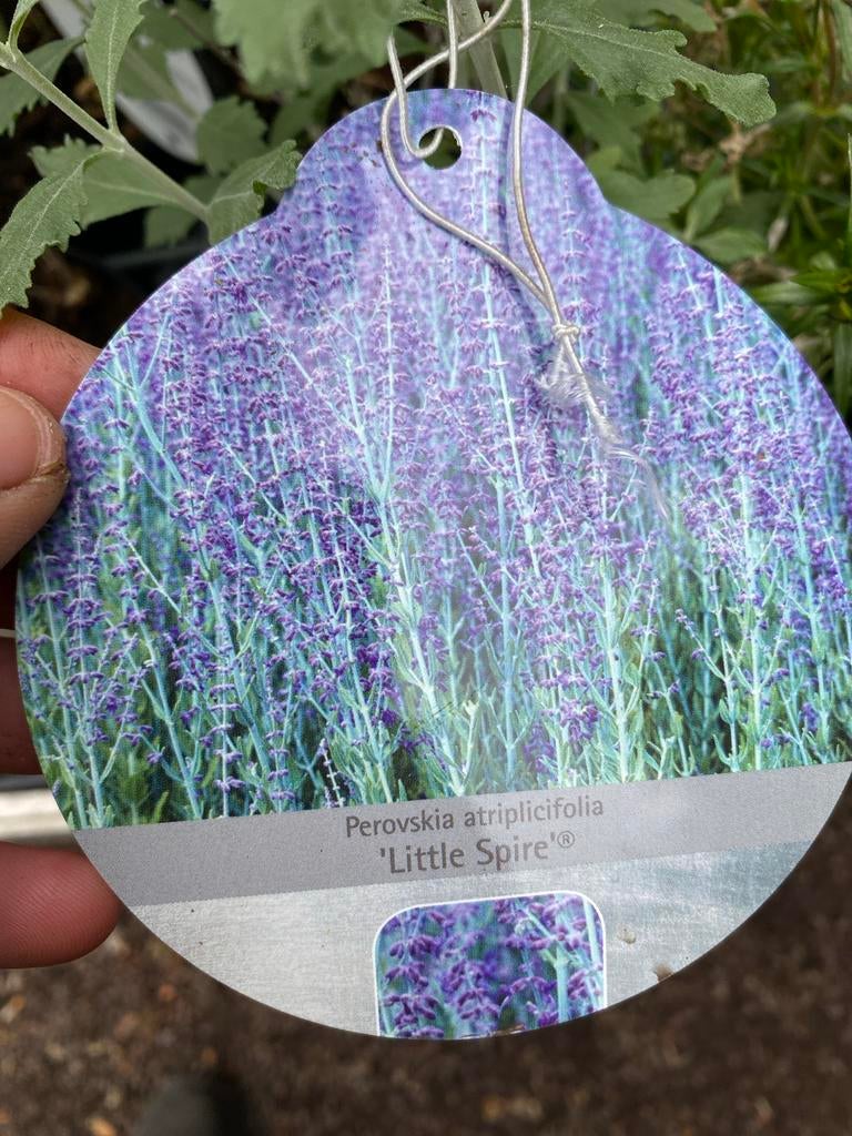 Perovskia atriplicifolia 'Little Spire' - Russische Salie, Volle zon, Vaste plant, Zomer, Ophalen