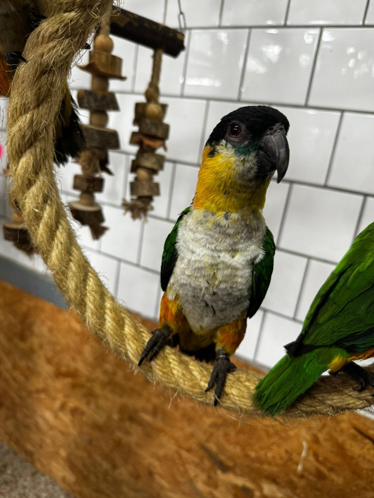 Tamme zwartkop caiques caique, Meerdere dieren, Papegaai, Tam