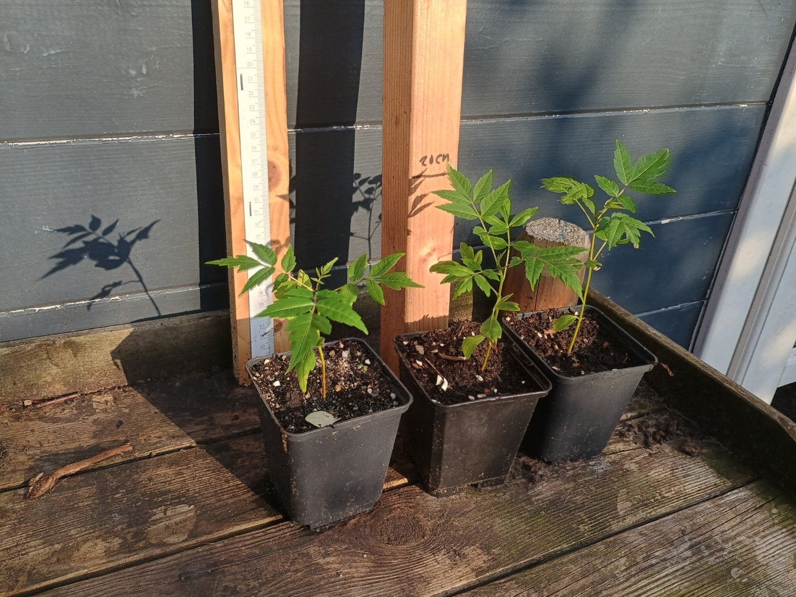 Toona sinensis - Chinese mahonie / Uiensoepboom (P9 pot), Vaste plant, Ophalen of Verzenden, Halfschaduw, Kruiden