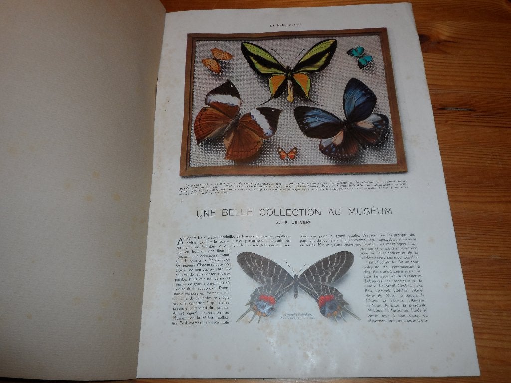 Papillons - Collection Fruhstorfer, Antiek en Kunst, Ophalen of Verzenden