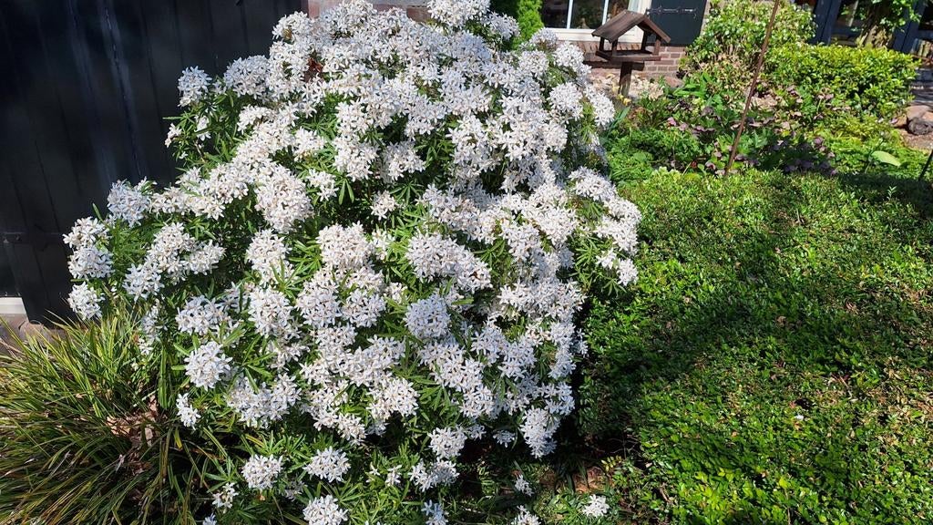 Choisya Ternata 'White Dazzler' - Mexicaanse Oranjebloesem, Ophalen, Overige soorten, Struik, Minder dan 100 cm