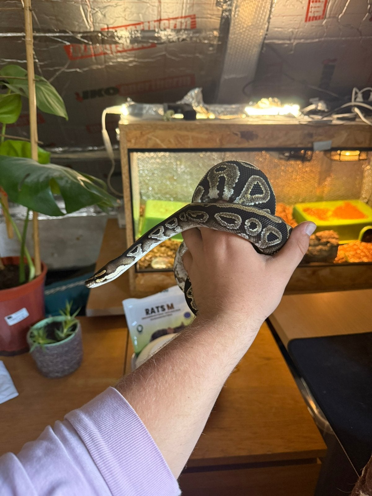 Ballpython 1 jaar en 3 maand. Ball Python - unknown for sale from Jurjen
