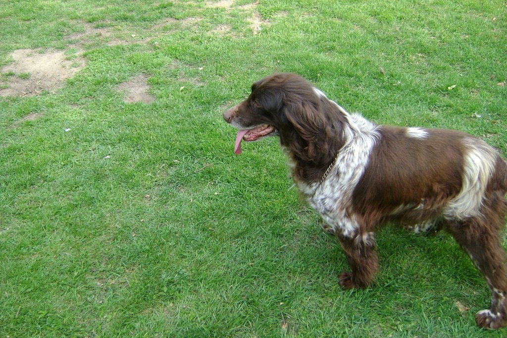 MOOIE HEIDEWACHTEL TEEF, 6 jaar of ouder, Duitse Staande hond, België, Particulier