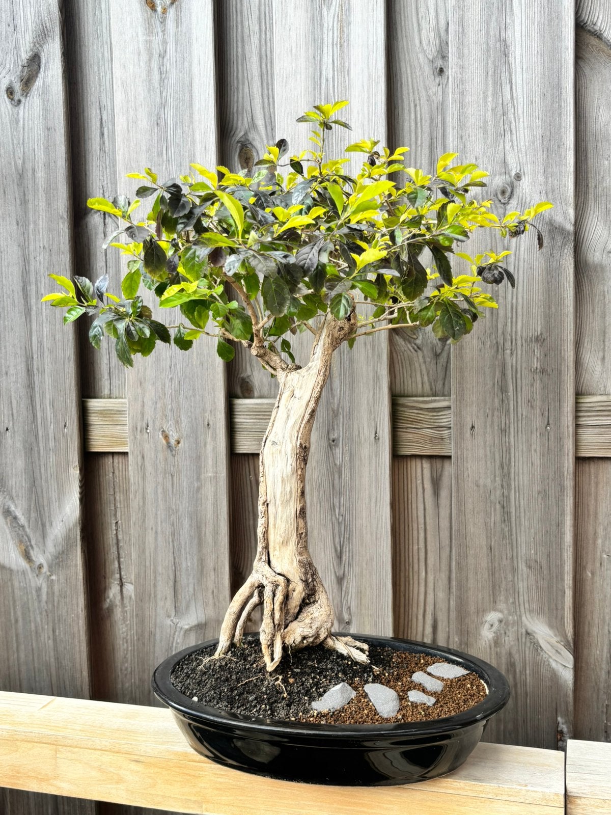 Duranta Bonsai indoor, Ophalen, Bloeit niet, Halfschaduw, Overige soorten