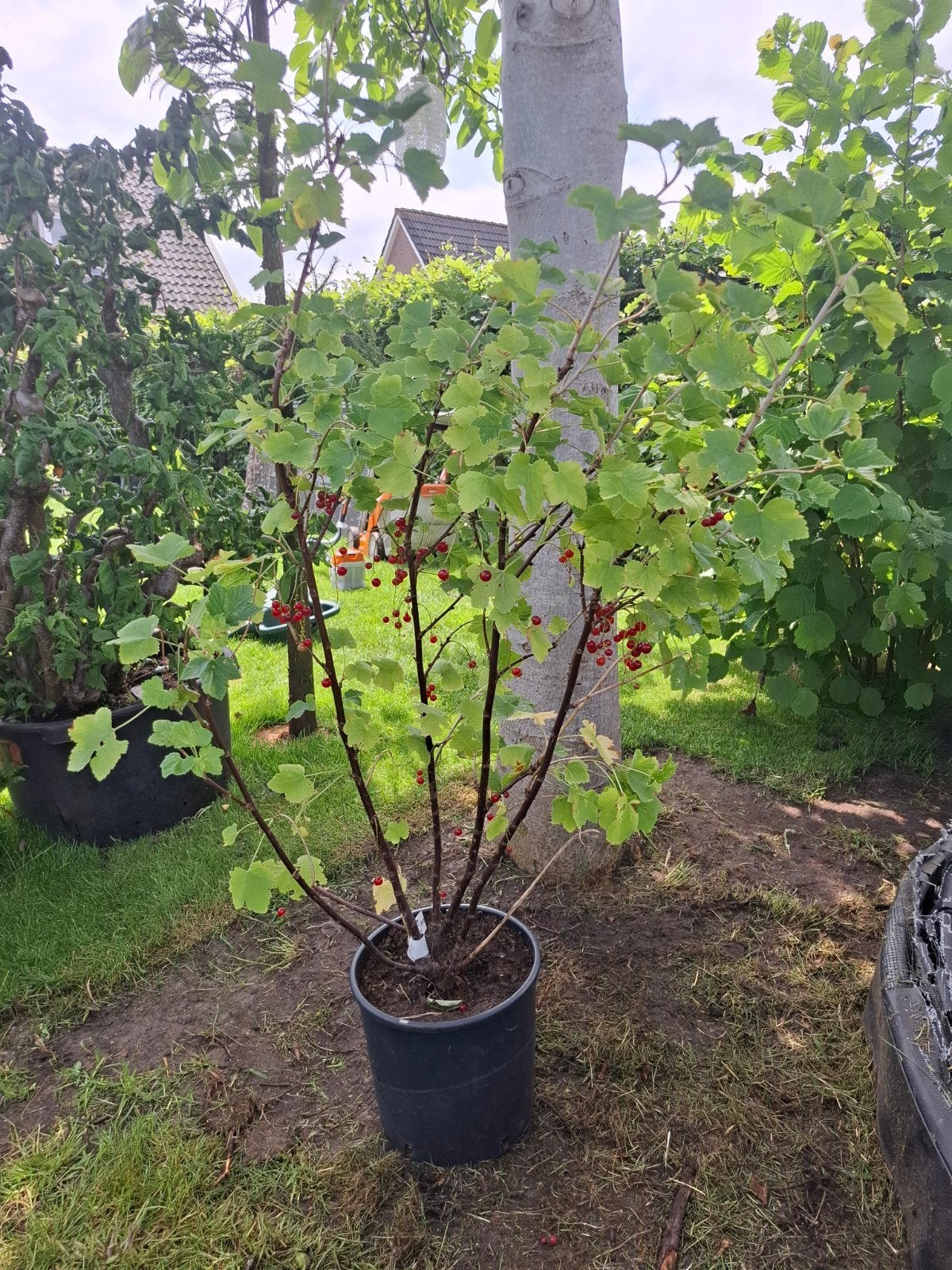 Ribes King Edward VII - Rode Bes, Ophalen, Volle zon, Vaste plant, Fruitplanten